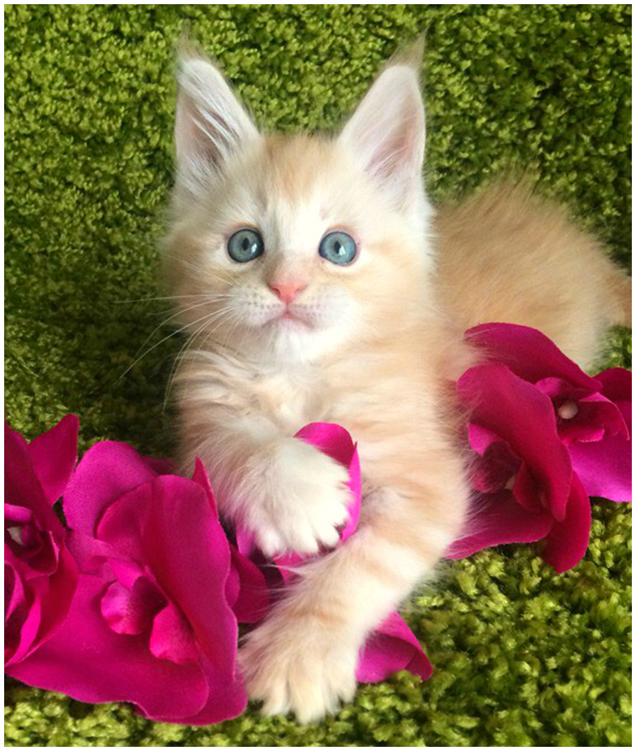 Фото котёнка из питомника Adamand-coon