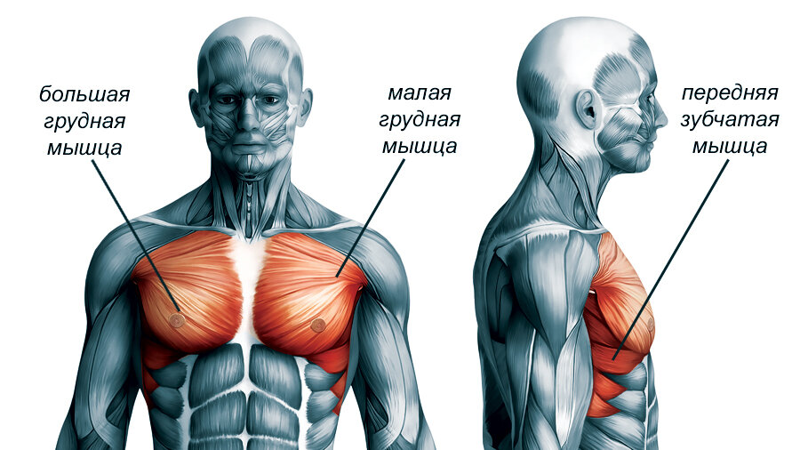 Результативные упражнения на грудные мышцы дома