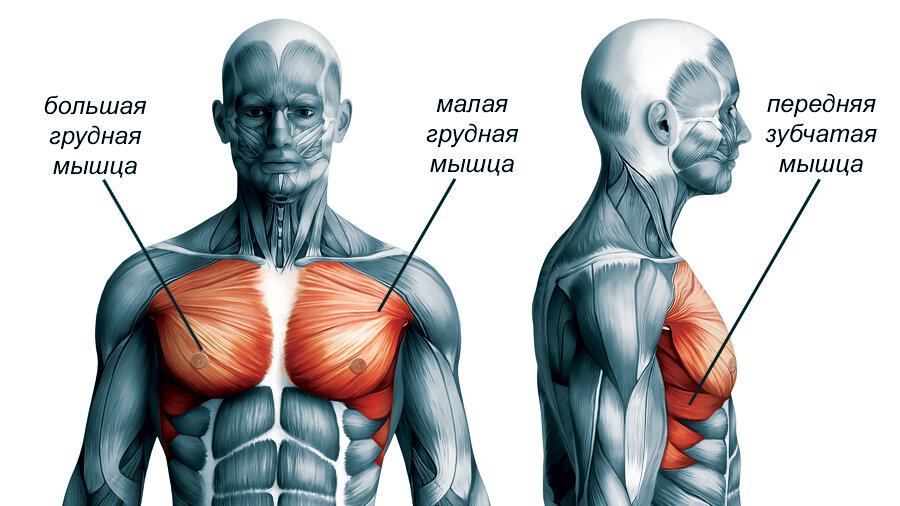 Тренировка на грудь дома ⇒ Упражнения на грудные мышцы дома для мужчин и девушек