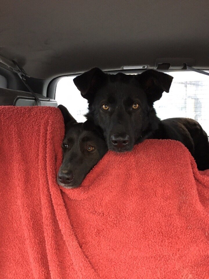 Воины ночи едут в автомобиле. Коди -- побольше, это мальчик. А Зола   поменьше, девочка