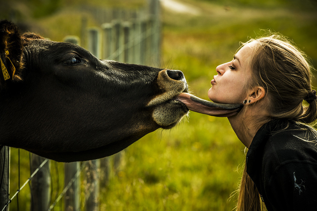 Телки коровы. Девушка корова. Фотосессия с коровой. Корова облизывается. Животные лижут девушке