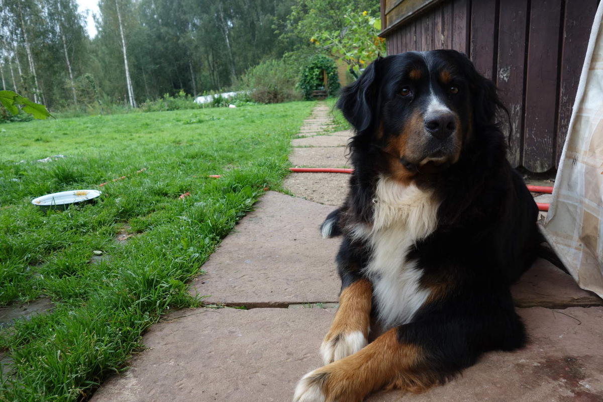 Моя собака готовится стать мамой, и я нетерпением жду появления малышей! 