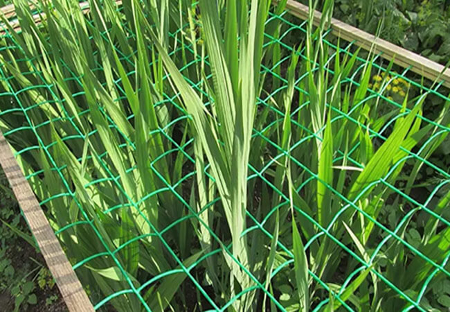 источник фото: agroflora.ru