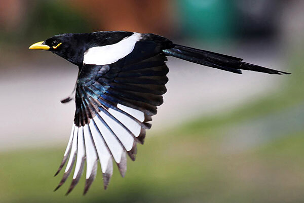 Источник фото: audubon.org