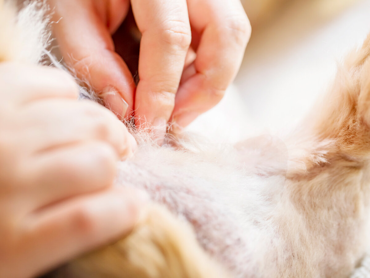 Проверка меха руками может быть эффективным способом обнаружения блох.