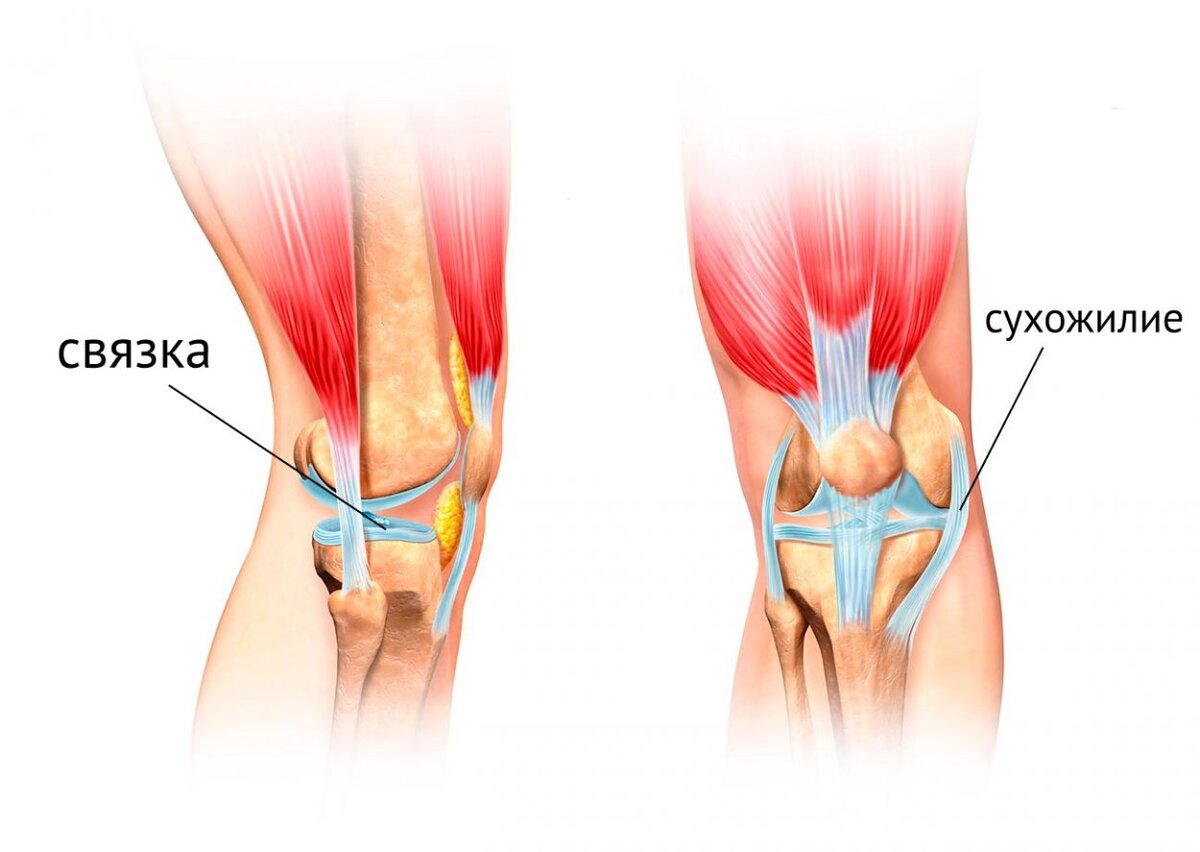 Анатомия коленного сустава