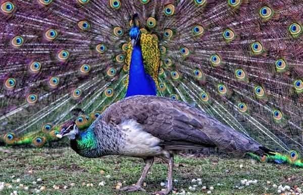 Источник фото: pinterest.ru