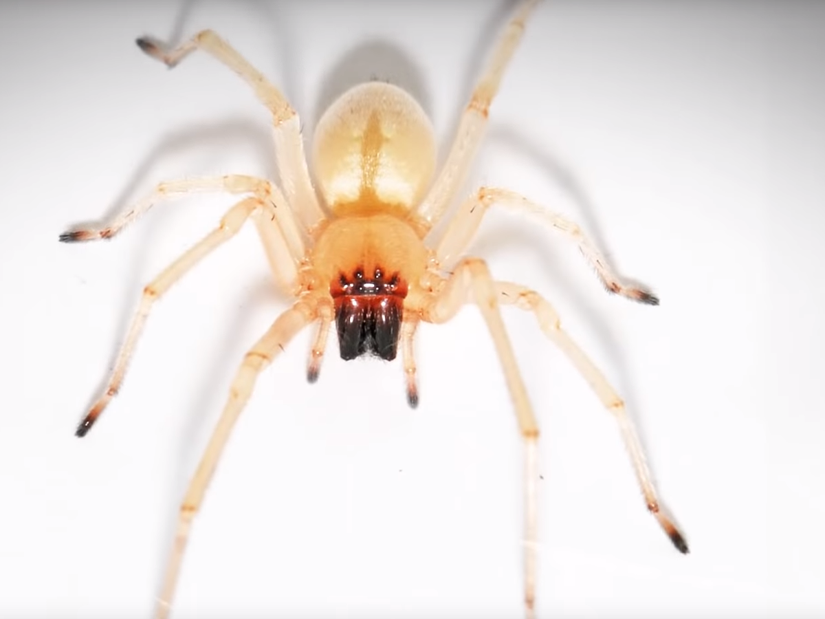 Вот он наш производитель...