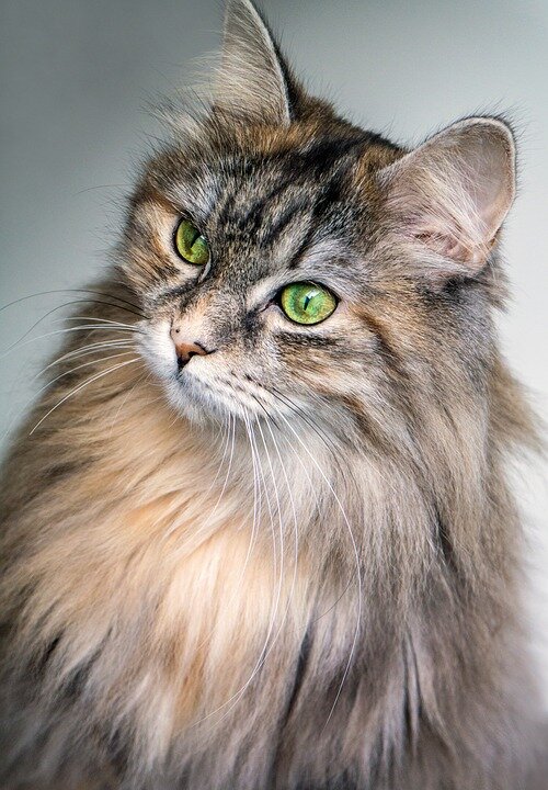 https://pixabay.com/photos/cat-feline-eyes-green-long-hair-1246659/