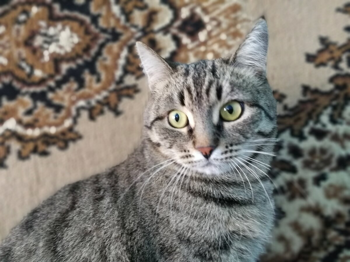 Кошка пекинес