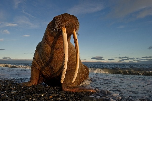 ttps://www.rgo.ru/sites/default/files/styles/full_view/public/wrangel-island-15934_1.jpg?itok=tJCF6m9H