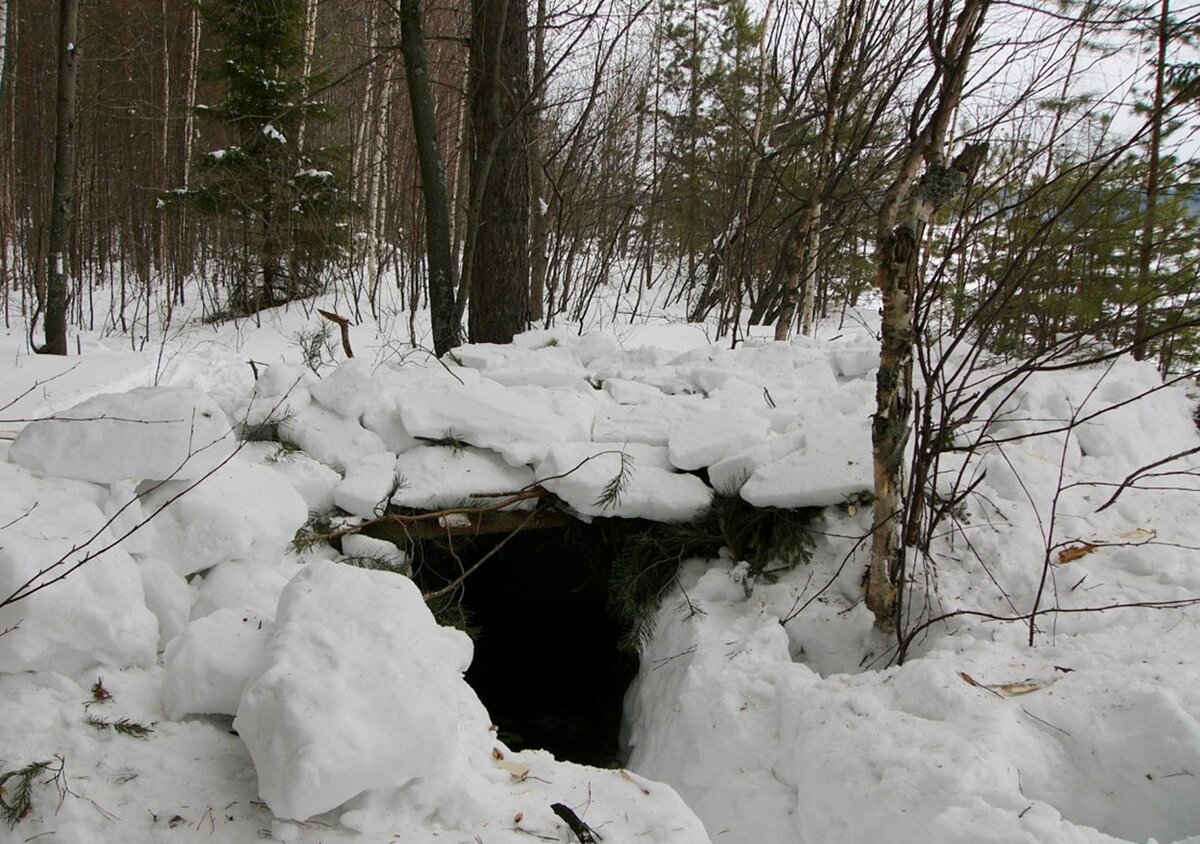 Winter burrow. Берлога медведя зимой в лесу. Зимний лес Берлога медведя. Медвежья Берлога в лесу.