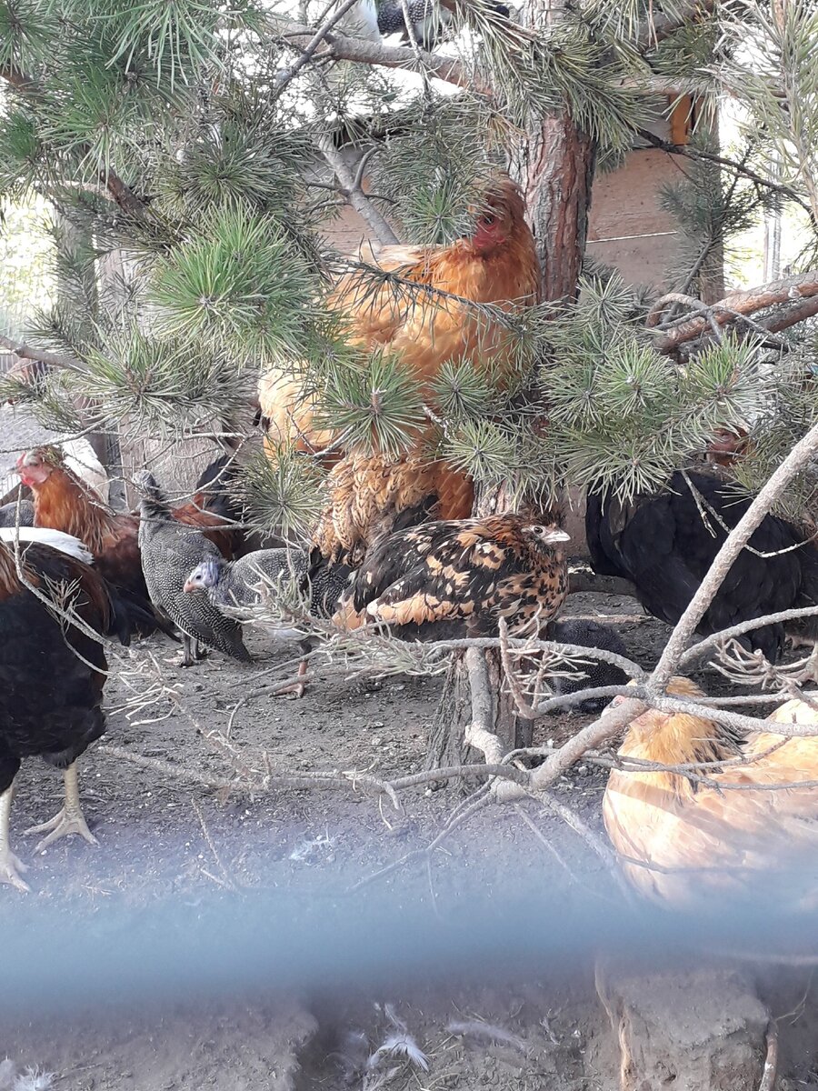 Птица на нашем подворье.