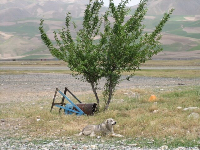 Одна из тех самых собак, которые напали на меня... 