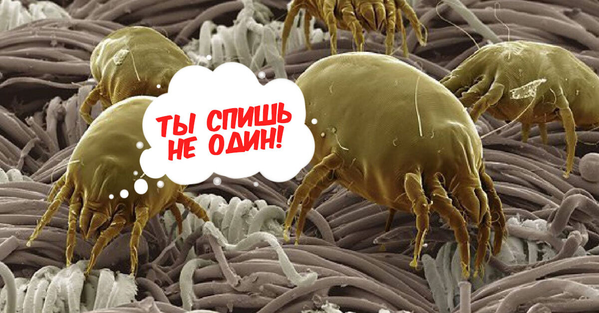Пылевые клещи в квартире и как от них избавиться? 