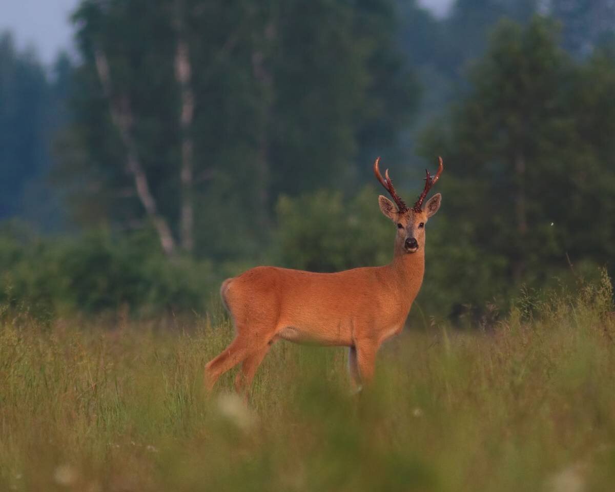 АВТОР СТАТЬИ: ИЛЬЯ ГУРИН