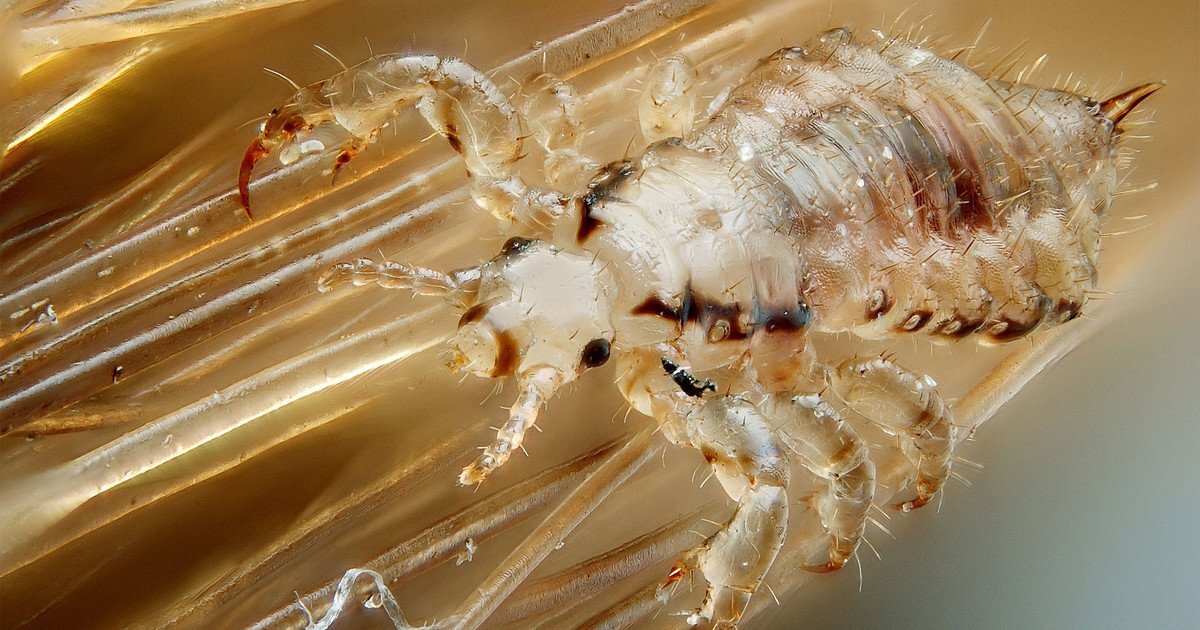 Вши — подотряд мелких облигатных эктопаразитов, отряда пухоедовых (Phthiraptera). 