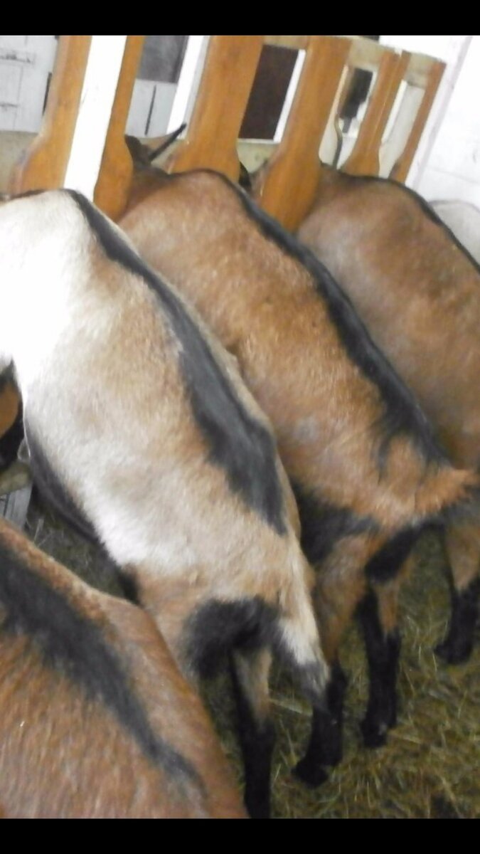 У  кормушки.