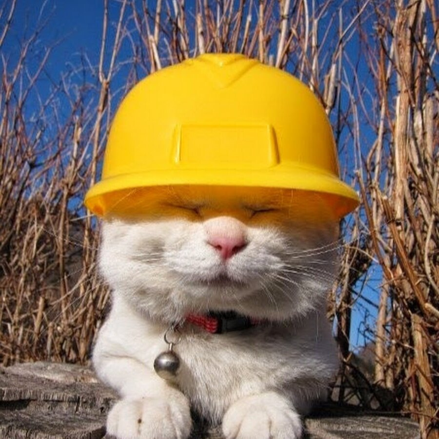 Немного котов-ремонтников с Яндекс. Картинок никогда не помешает)))