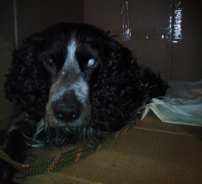 Его назвали Лаврентий  Палыч на передержке