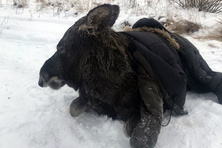 В Нижегородской области  под лед провалилась молодая лосиха. Ее заметили местные жители и вызвали помощь, которая прибыла в лице инспектора Госохотнадзора. старший инспектор Сергей Шушеров смог подползти к животному и вытащить его на берег при помощи веревки. Сейчас жизни лосихи уже ничего не угрожает и в скором времени она будет выпущена обратно в лес. Фото: комитат Госохотнадхора по Нижегородской области