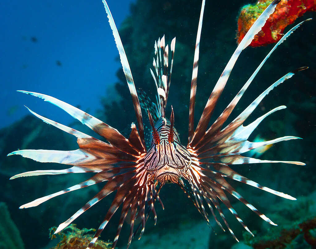 крылатки красного моря