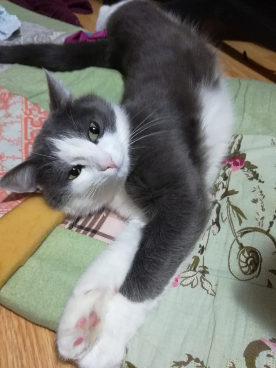 вижу на картинке кота