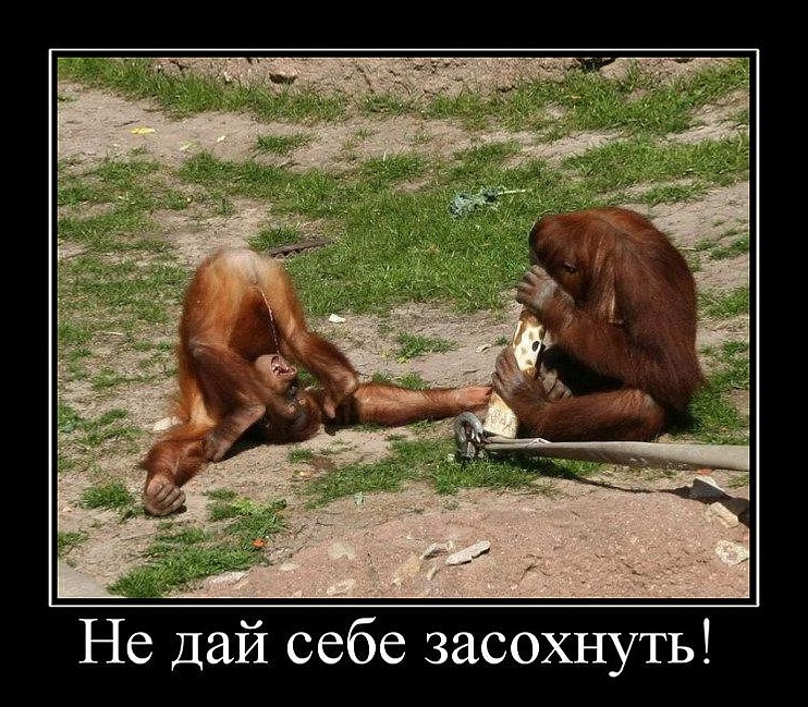 Картинки для весёлого настроения.