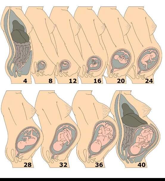 7 неделя беременности от зачатия
