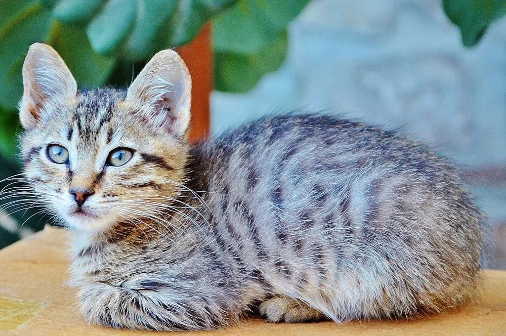 Сегодня день кошки по японскому календарю