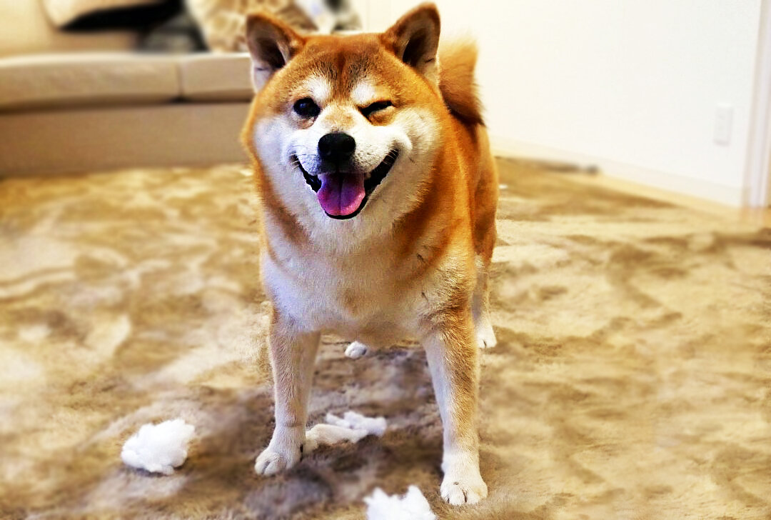 Сиба-ину это - преданная, независимая, подвижная и смелая собака. Характеристика породы.