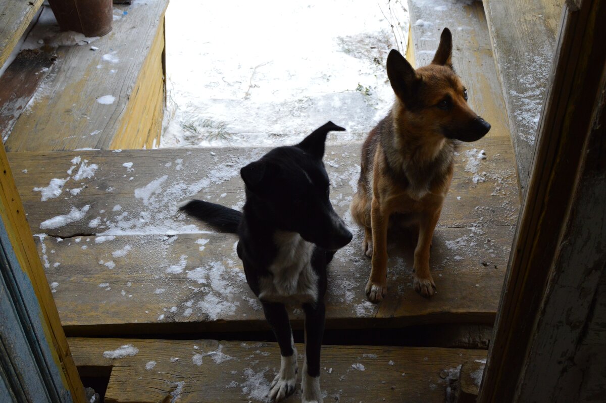 Цыганка с Рыжей. Фото автора