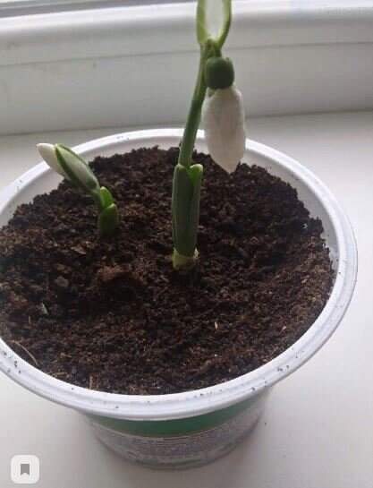 Бутончики еще не распустились