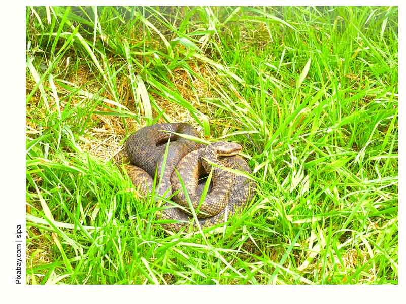 Обыкновенная гадюка единственный ядовитый вид пресмыкающихся на территории Подмосковья.

Небольшая змея, длинна тела редко превышает 65 см, очень часто встречается черного цвета, но иногда попадаются серые экземпляры.

Укус гадюки потенциально опасен для человека, но при наличии хорошего здоровья и крепкого организма редко приводит к летальному исходу, если была оказана своевременная  медицинская помощь.