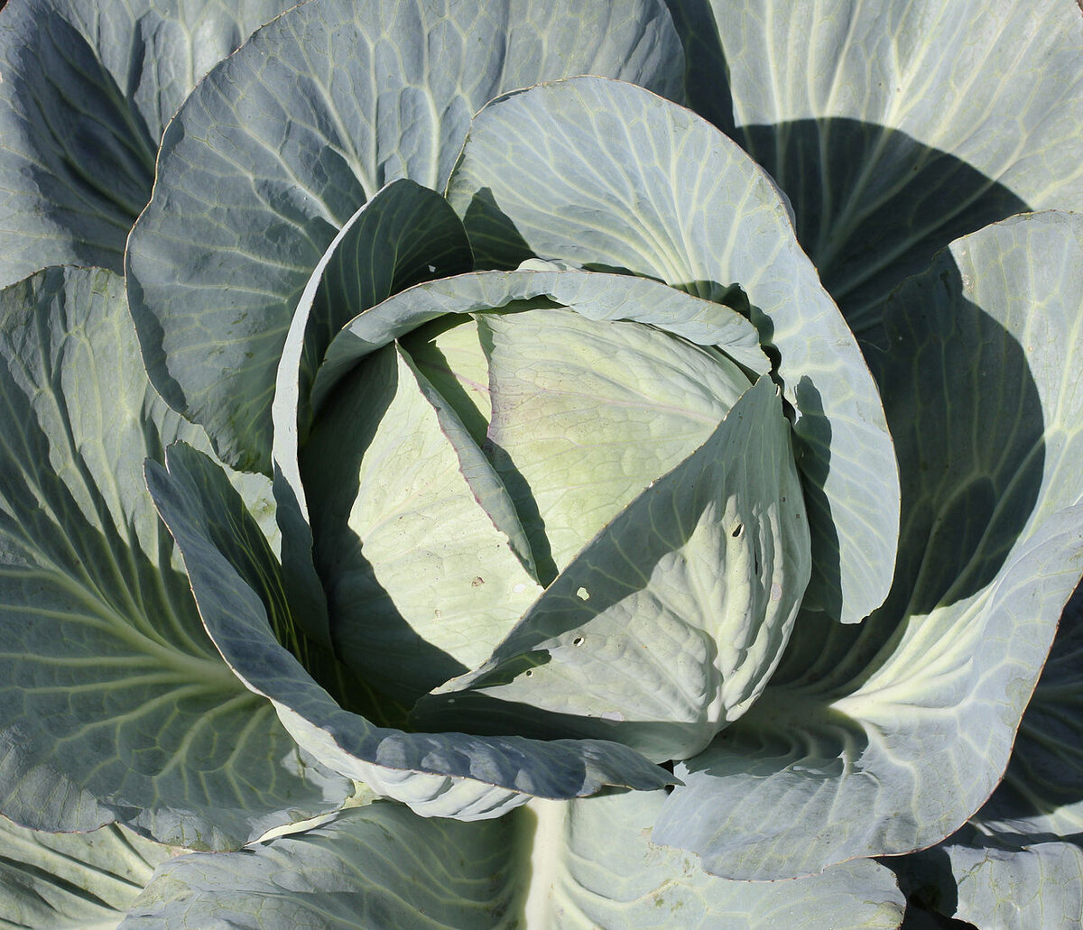 Источник:https://commons.wikimedia.org