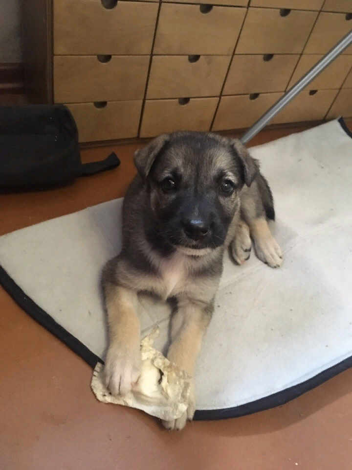 Лаки вся внимание. Очень способная ученица. Выполнила команду "место"