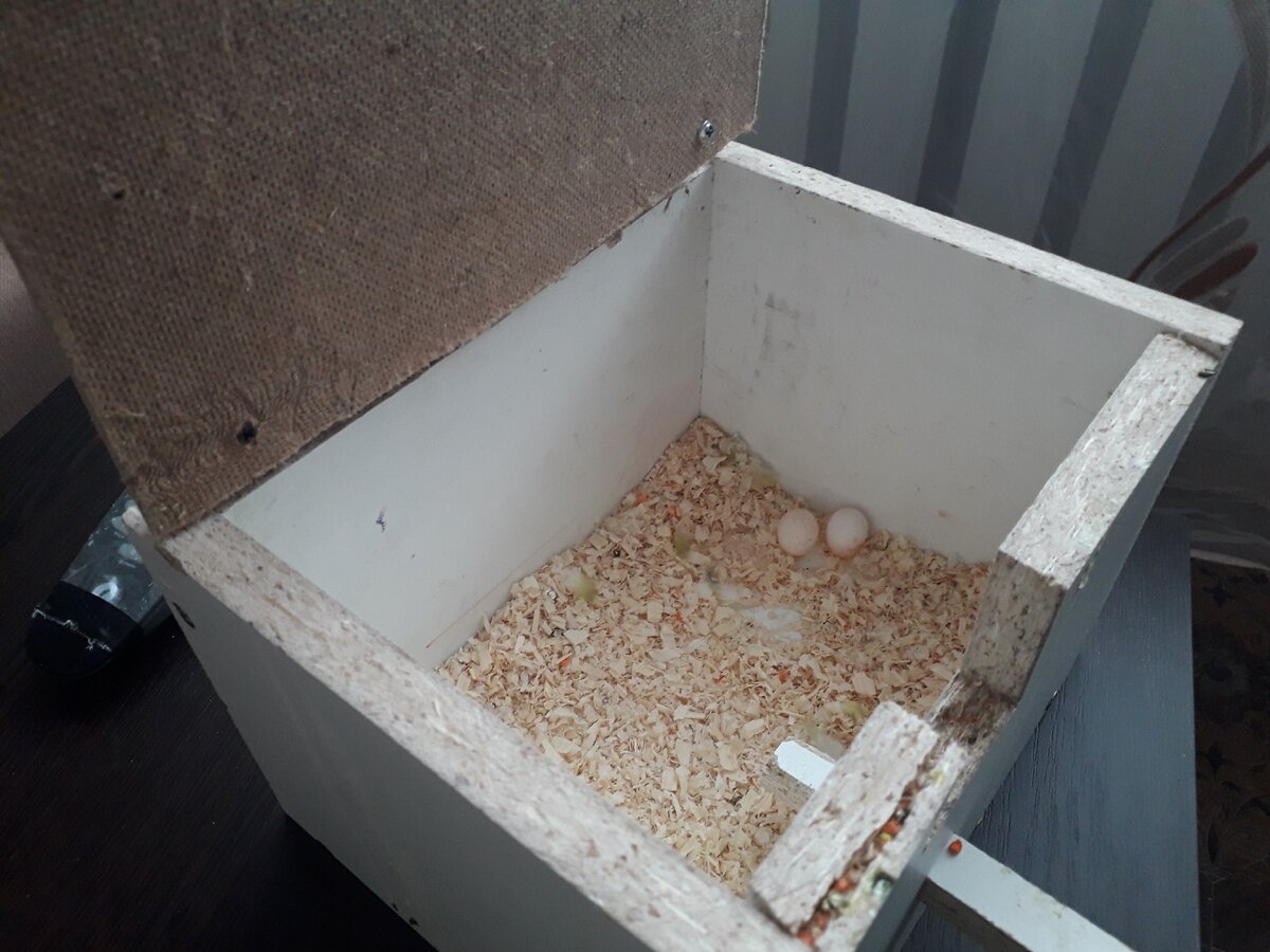 гнездо для амадин из кокоса. домик из кокоса для попугая. гнездо для волнистых попугаев. домик гнездо для неразлучников. как сделать гнездо для попугая своими руками.