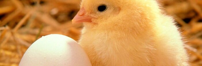 Мифы и реальность  Итак, речь идет о курином яйце. Однако термин «куриное яйцо» или «яйцо курицы» можно трактовать по-разному.