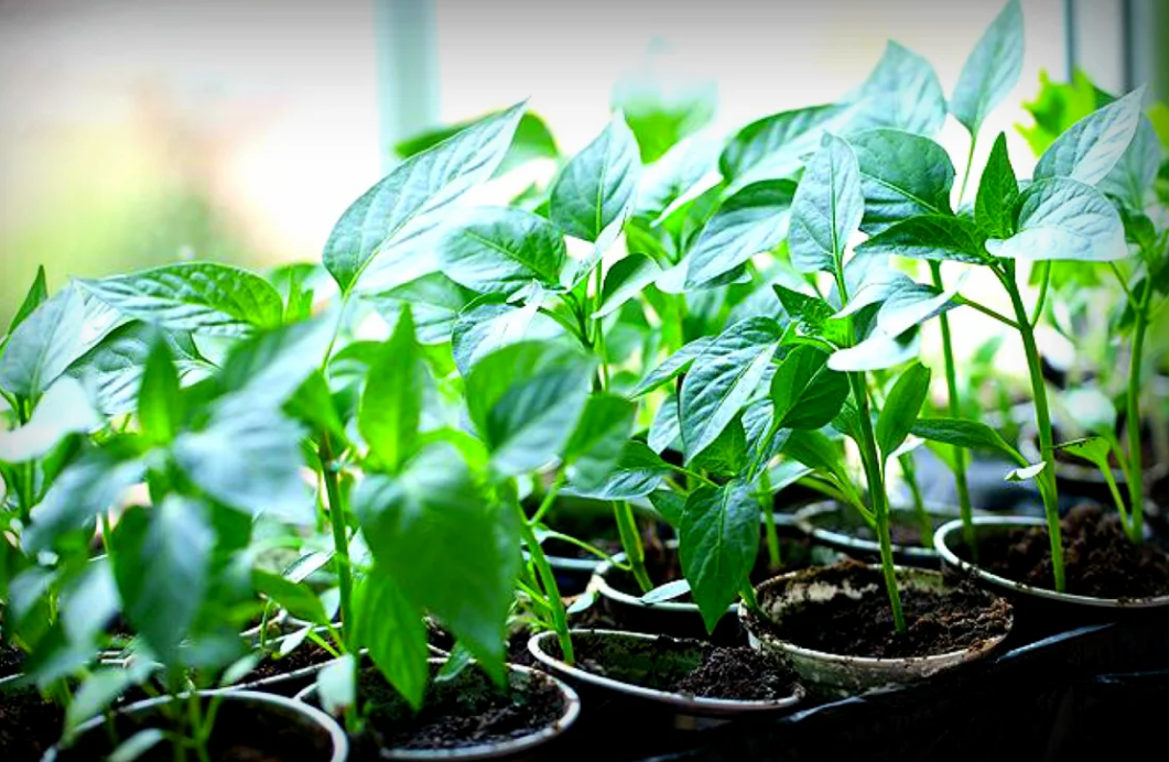 Крепкая рассада должна иметь хорошо развитую корневую систему.