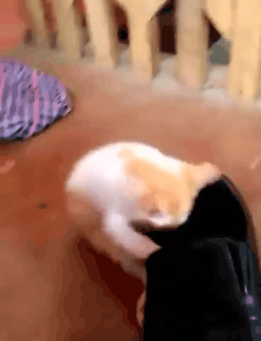 Жми на картинку, чтобы посмотреть видео. Источник: Одноклассники