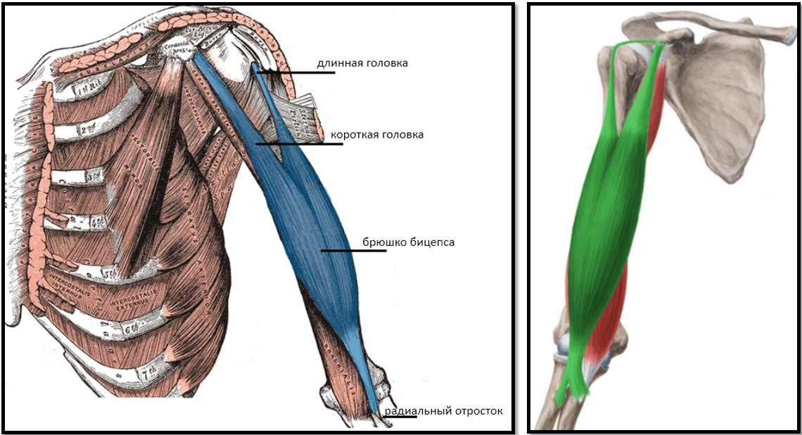 Как понять крепление бицепса. Сухожилие длинной головки бицепса анатомия. Бицепс плеча анатомия мышцы. Длинная головка двуглавой мышцы плеча анатомия. Сухожилие бицепса плеча анатомия.