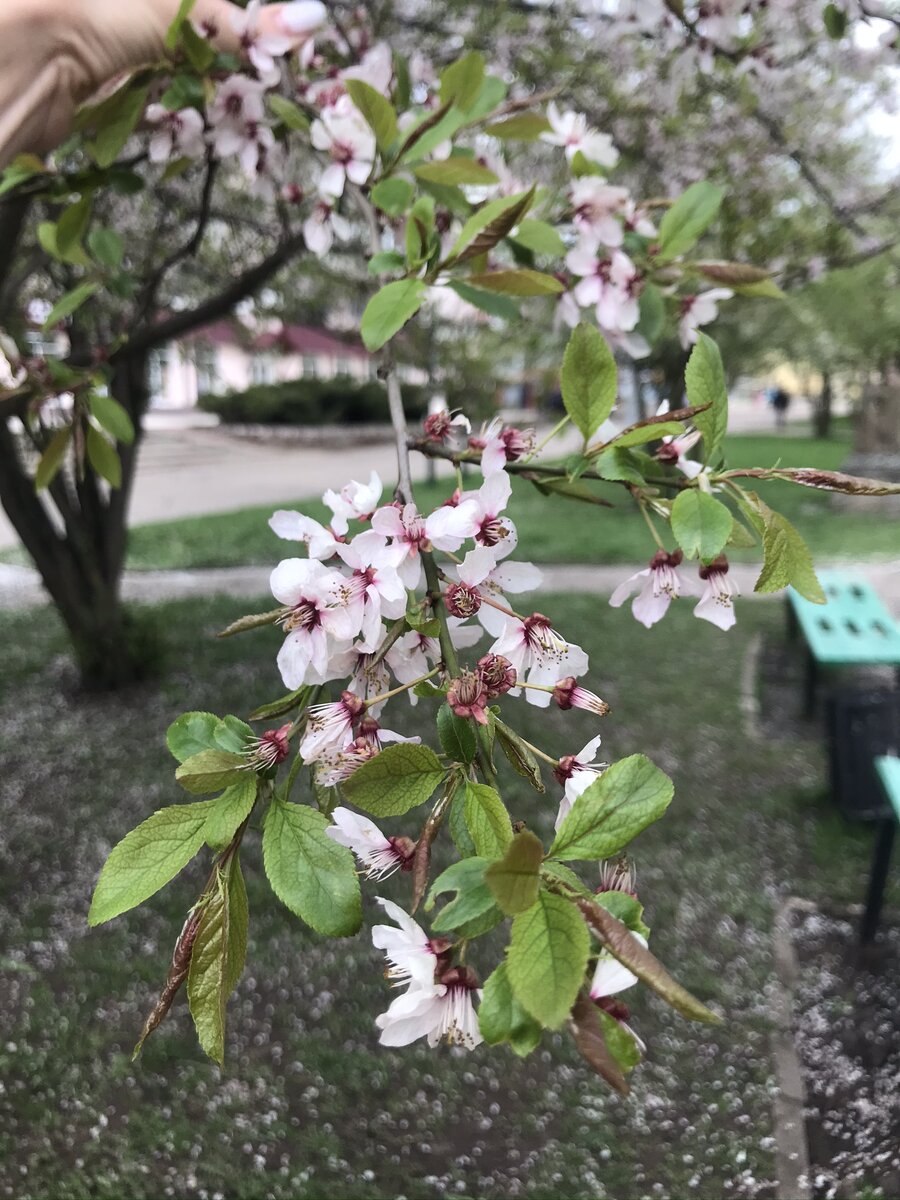 Здесь же картинка выглядит иначе. Лишнее можно обрезать, не затрагивая основную часть композиции.