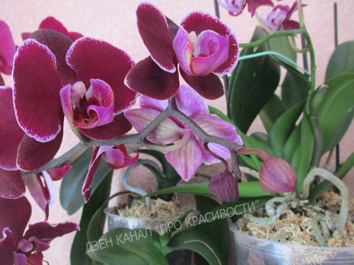 Почему орхидея сбрасывает цветки и бутоны? Уход в домашних условиях. Фото — Ботаничка