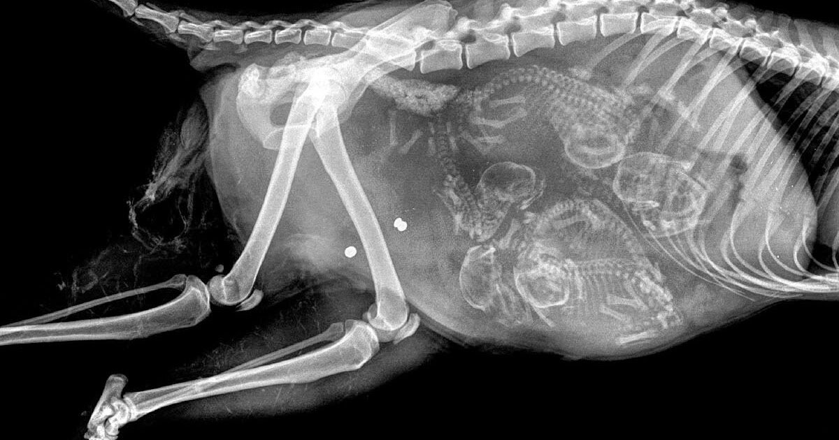 Селезенка у котов. Рентген беременность у кошки. Рентген беременной кошки.