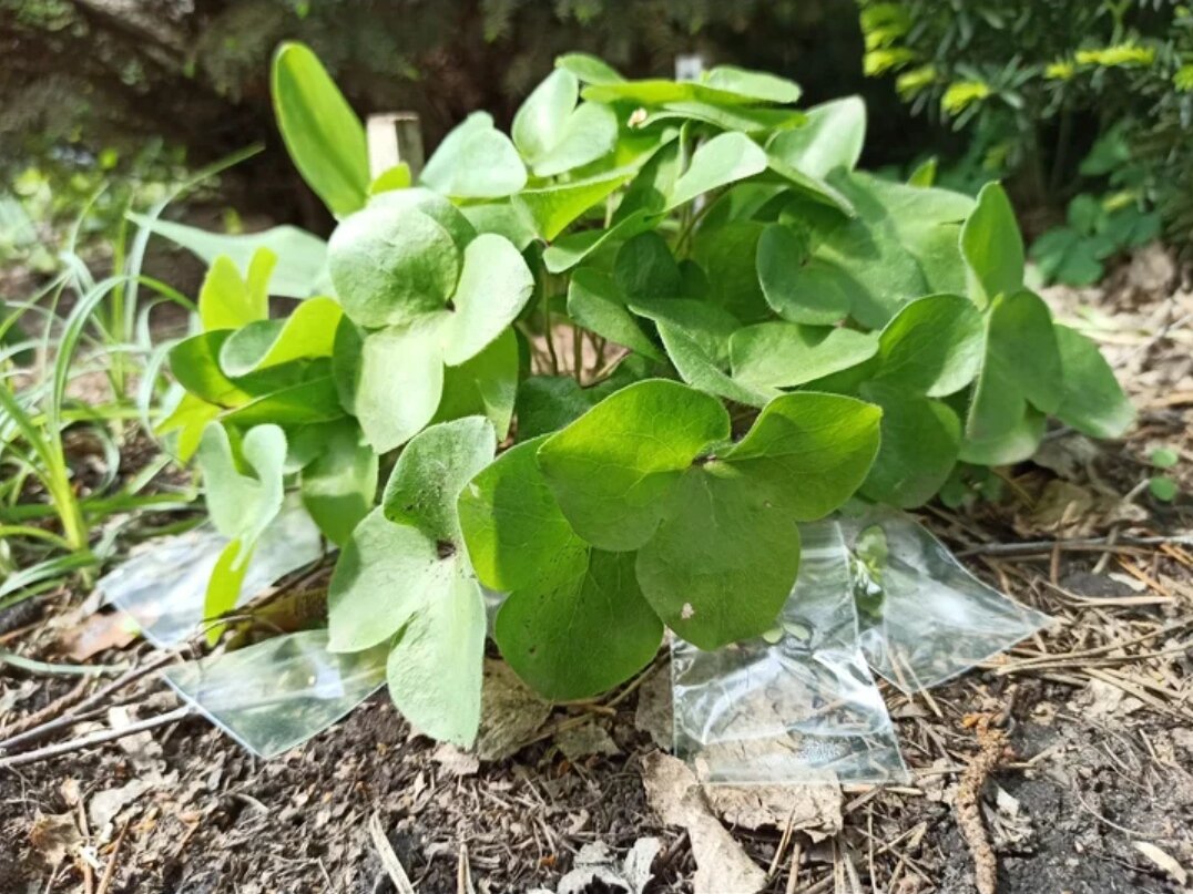 Зип-пакеты на плодах-многоорешках печеночницы благородной. Фото: Алексей Володихин