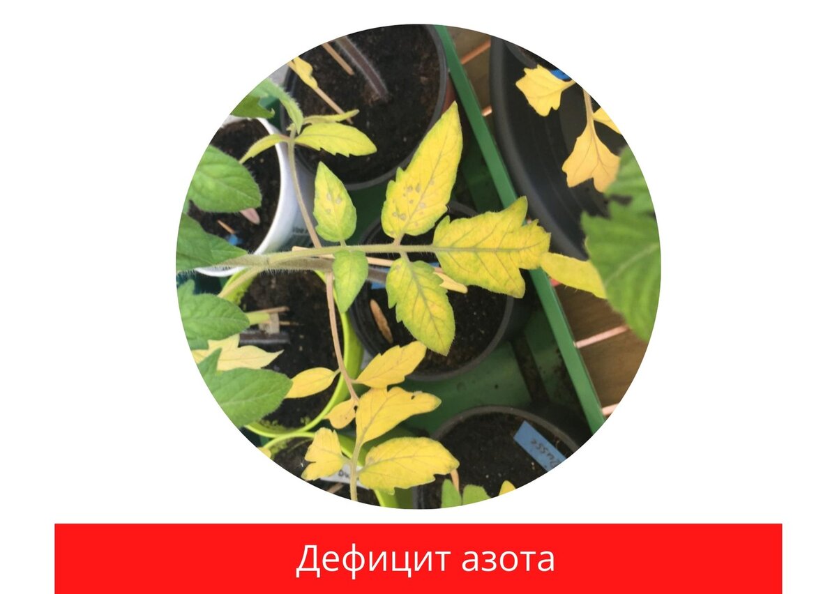 Переизбыток азота у томатов фото листьев лечение