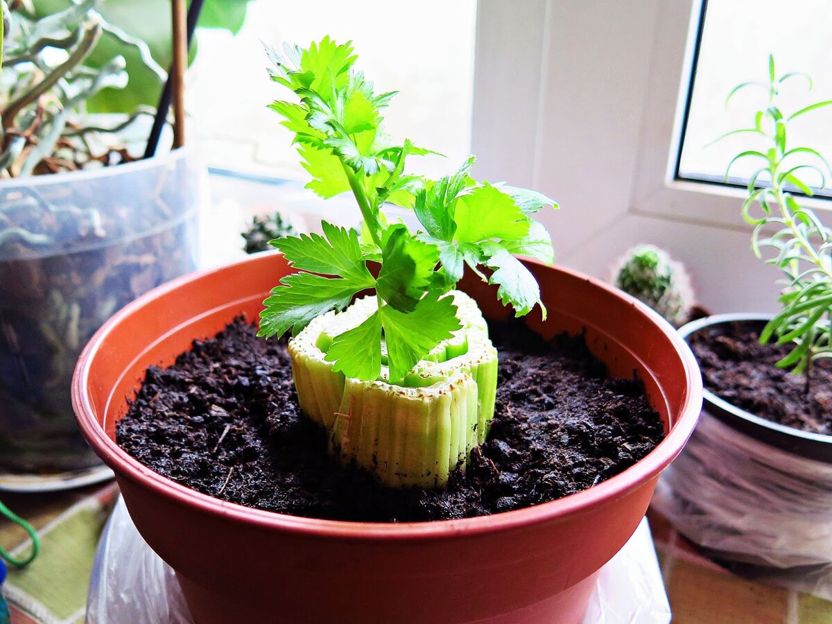 прорастить черешковый сельдерей. сельдерей черешковый самоотбеливающиеся сорта. вырастить корневой сельдерей. сельдерей огородный. прорастить черешковый сельдерей.