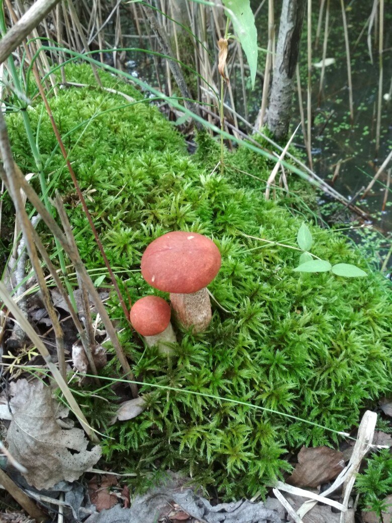 Подосиновики новгородских лесов) 