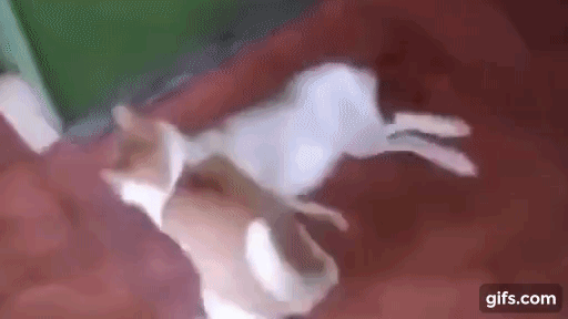 котик тащит зайца