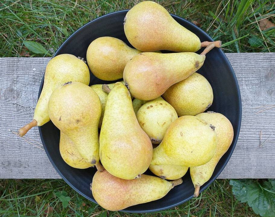 Груши лучше брать недозрелые и небольшие
